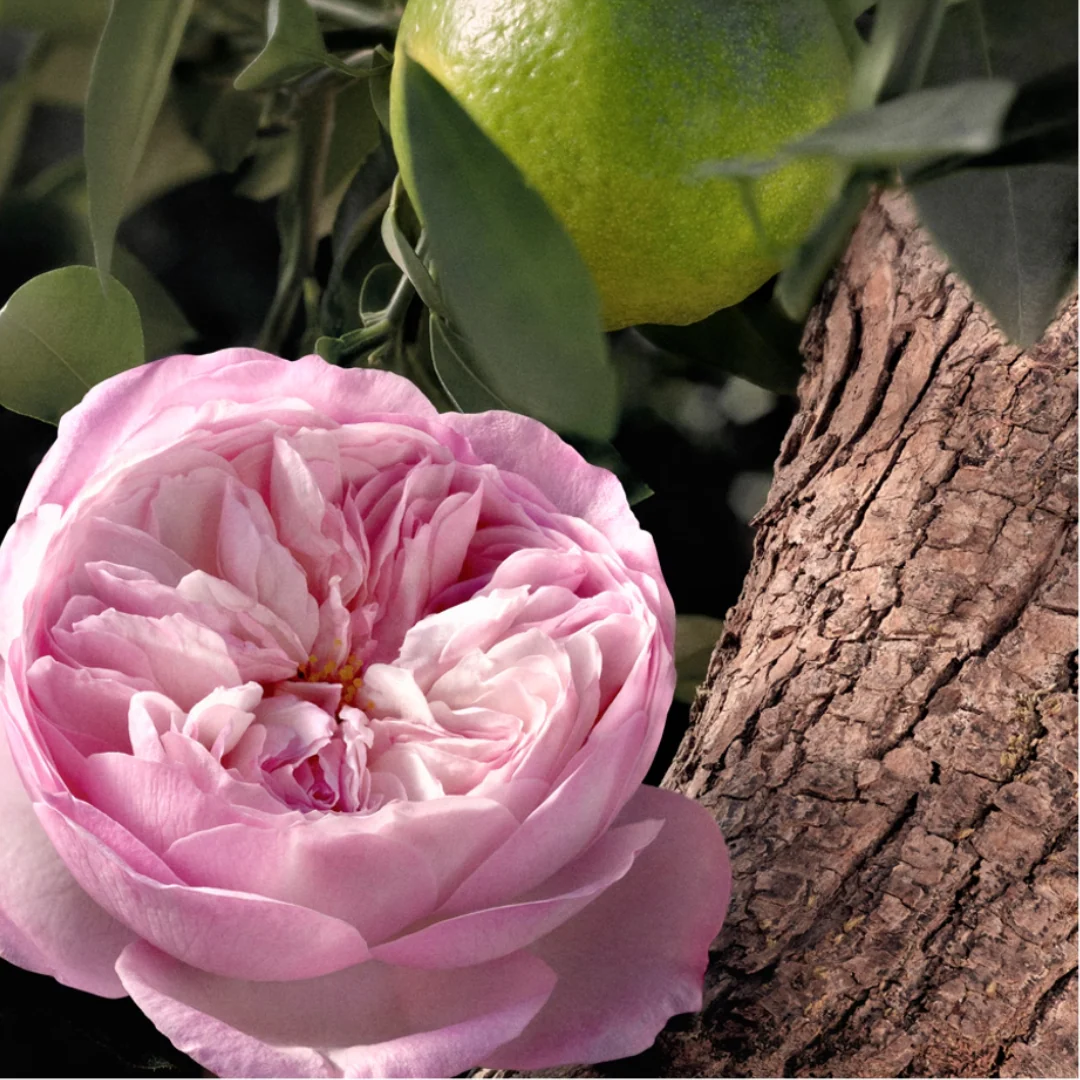 Chloé Rose Naturelle Eau de Parfum for Women - Image 3